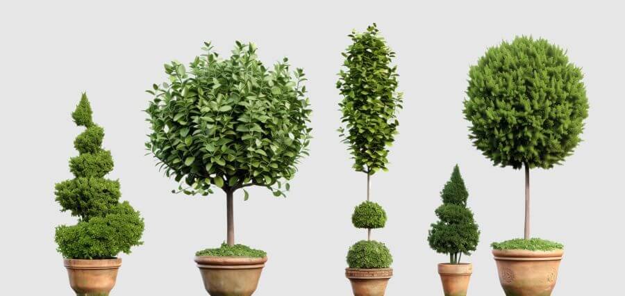 Ornamental Tree Varieties